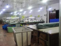 广州番禺大石植村工业区服装厂转租，可以带车一起